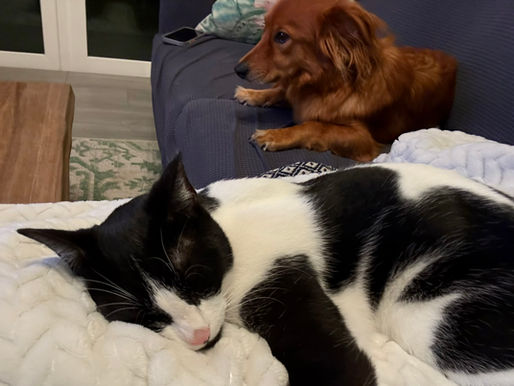 The Shawanda in the Room