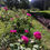Miniature : Eau de Roses