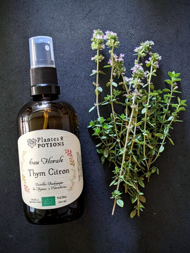 Eau de Thym Citron | Thymus Citriodorus | plantes-et-potions