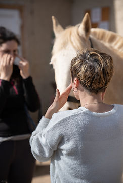 photo de professionnel (soin du cheval et du cavalier)