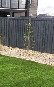 Ashland Black Oak.jpg