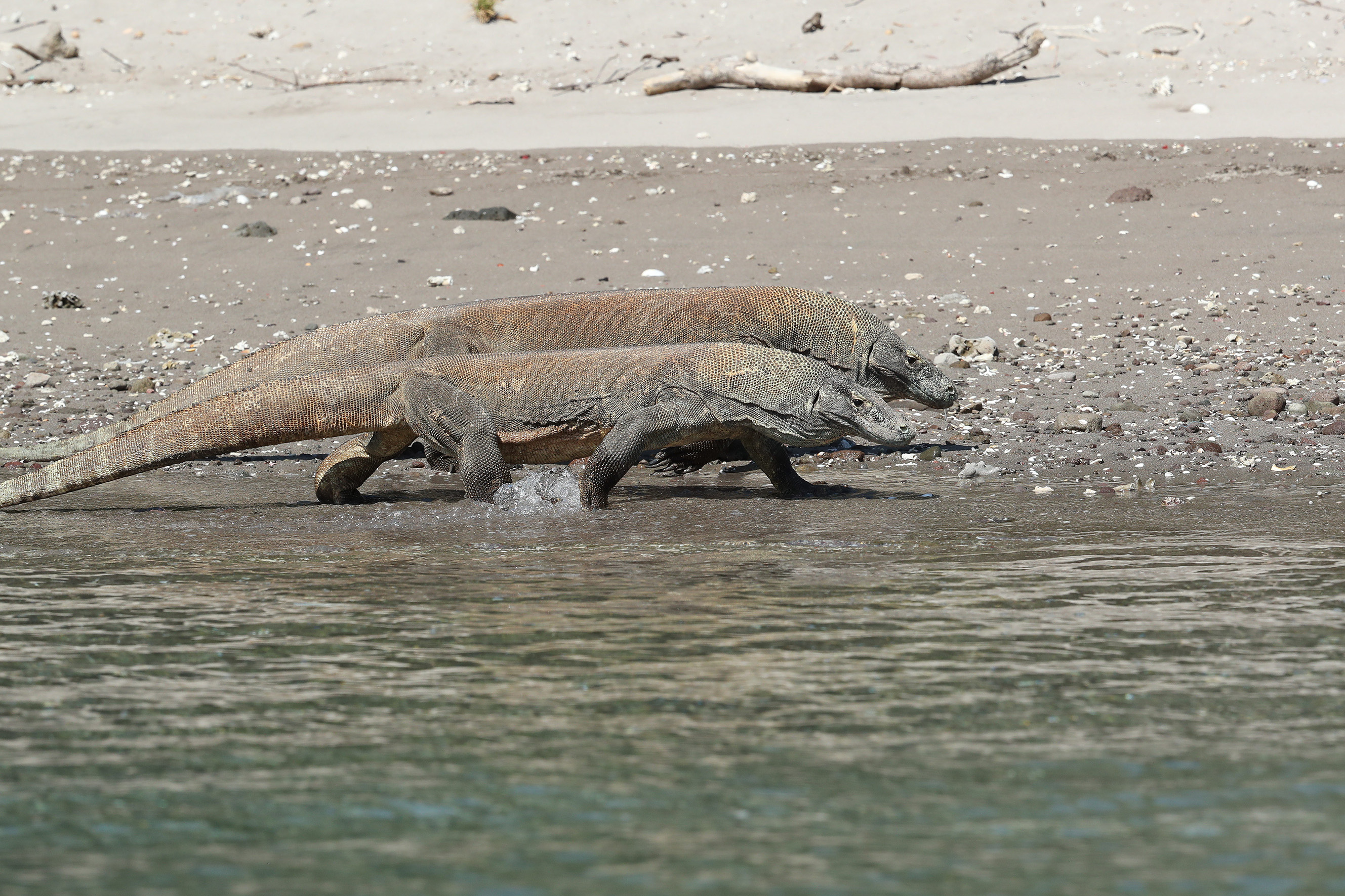 INDONESIE - Dragons de Komodo