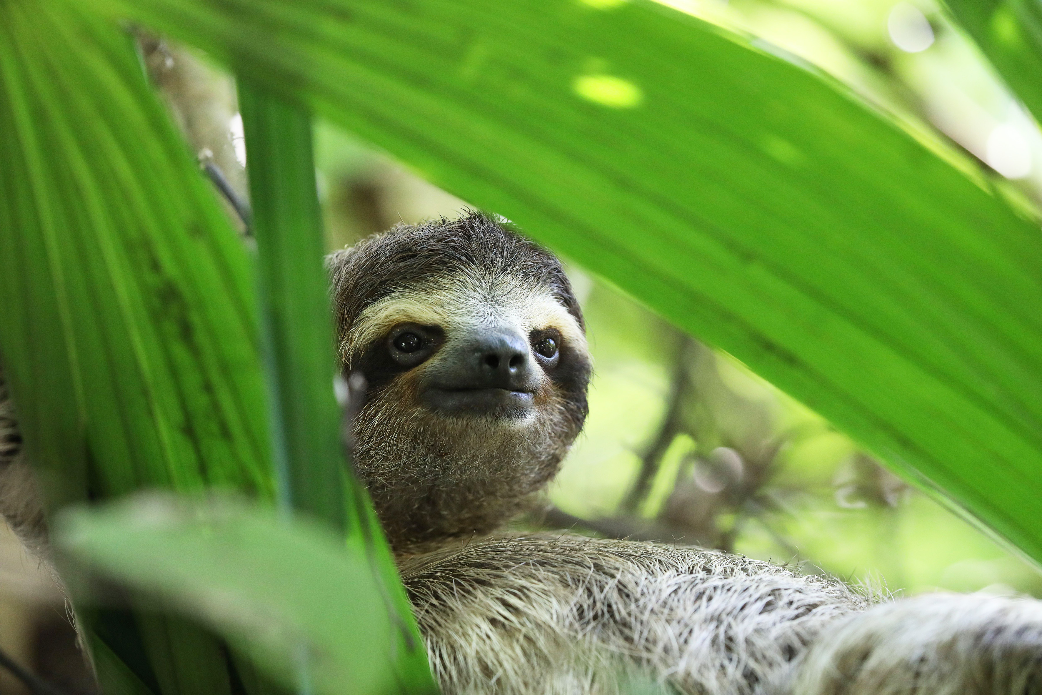 COSTA RICA - Paresseux