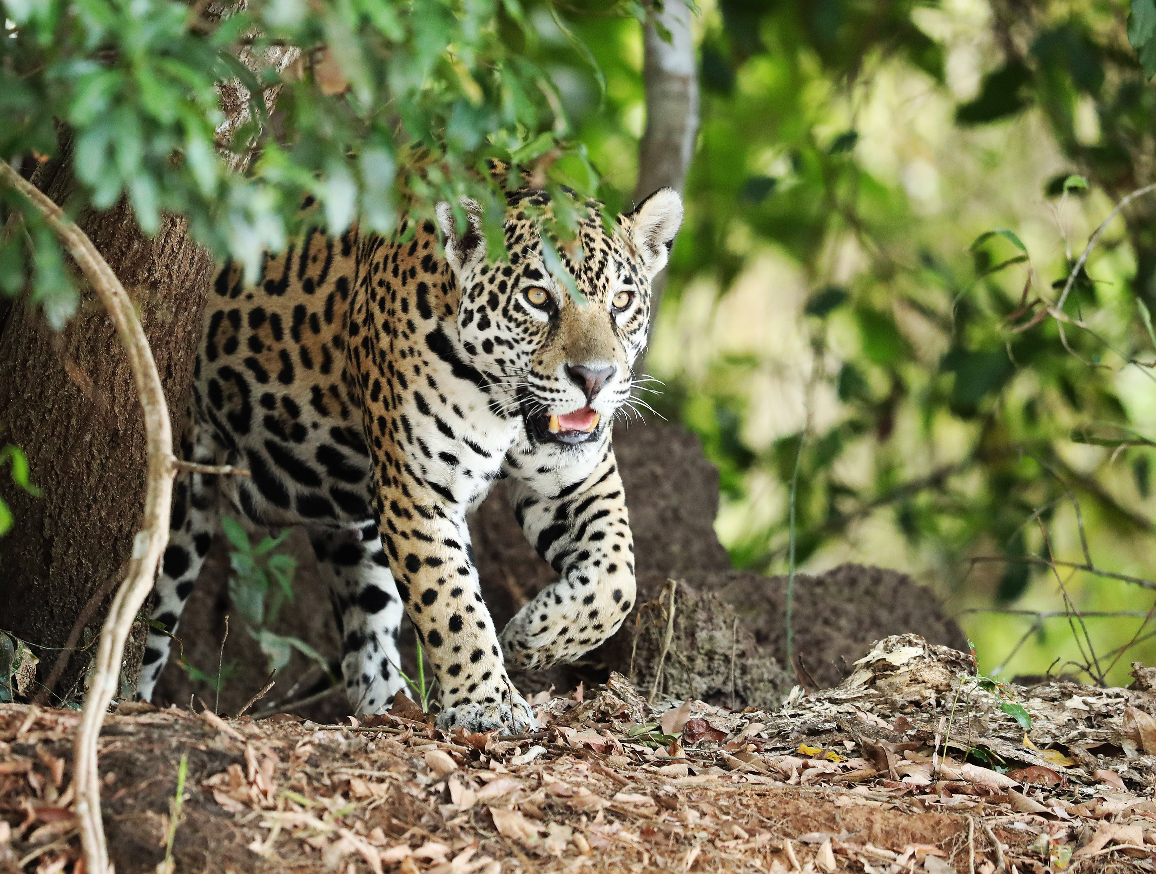 BRESIL - JAGUAR
