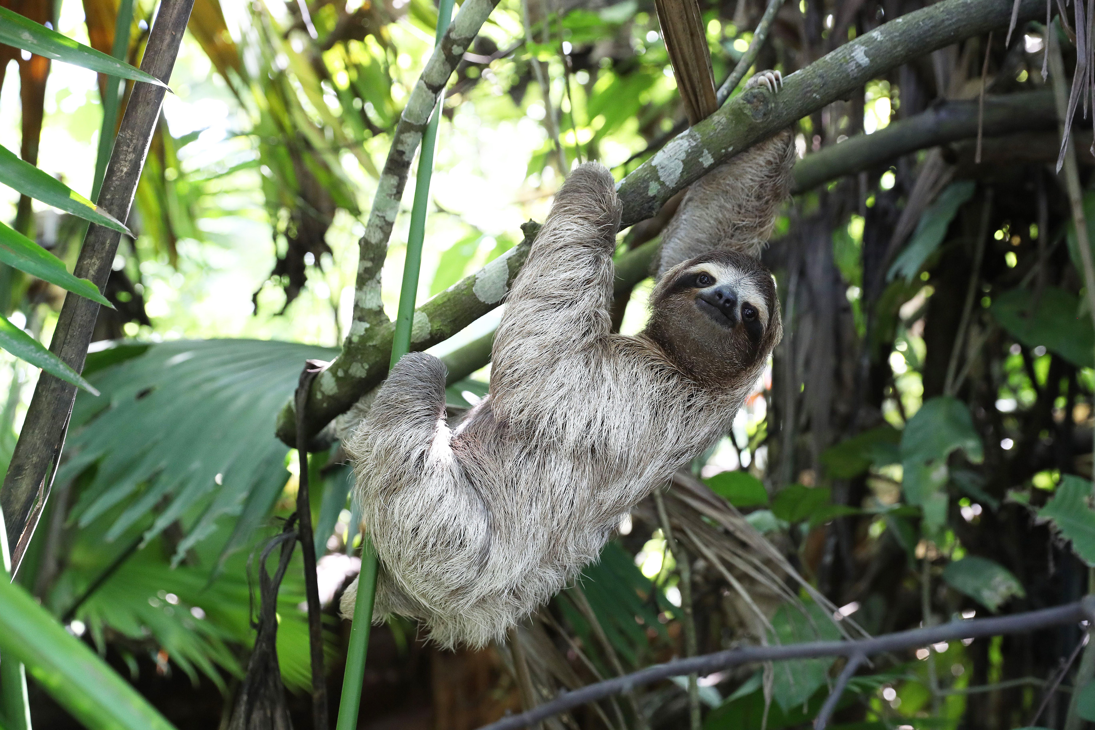 COSTA RICA - Paresseux