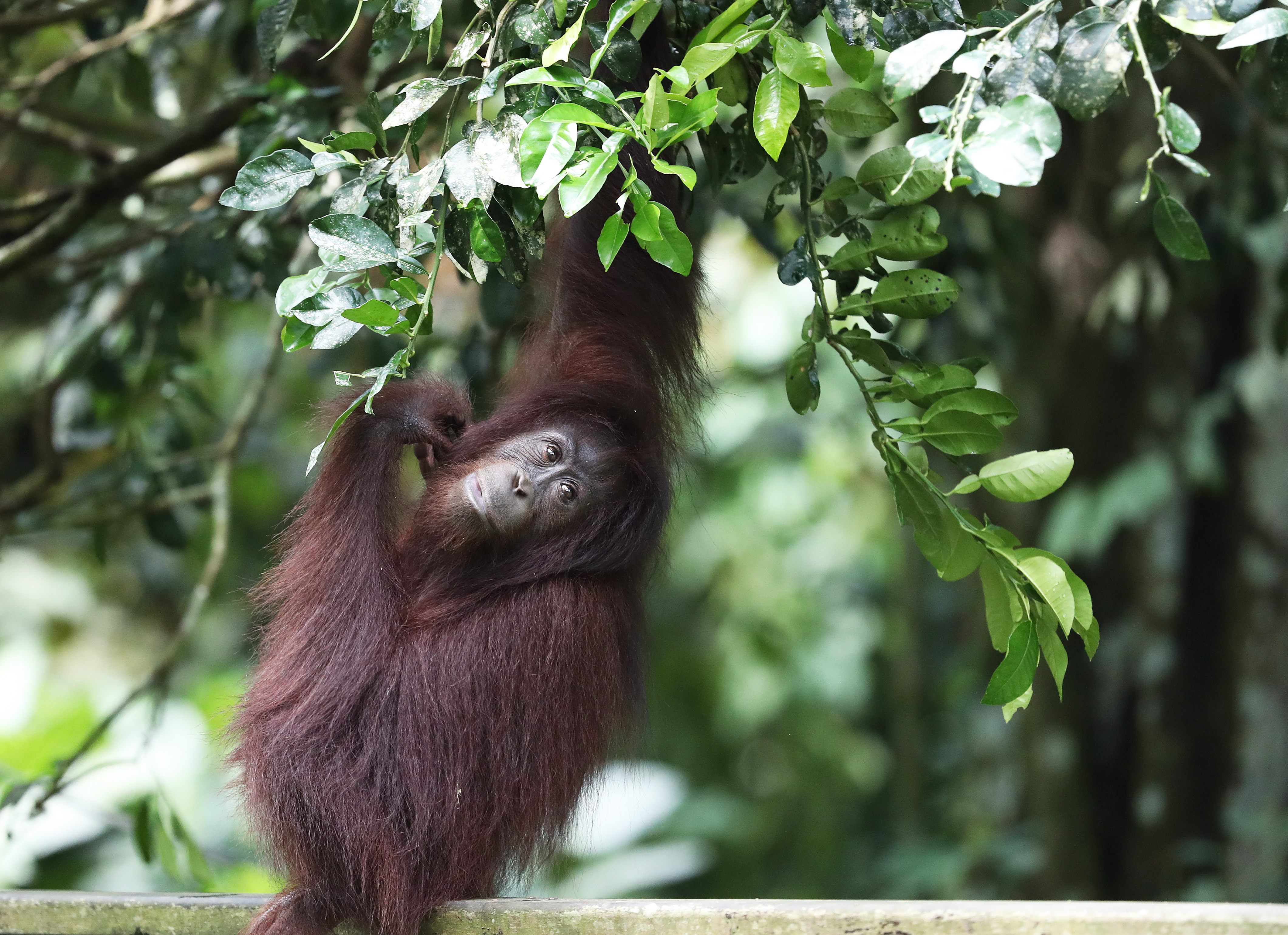 BORNEO - Orang Outan