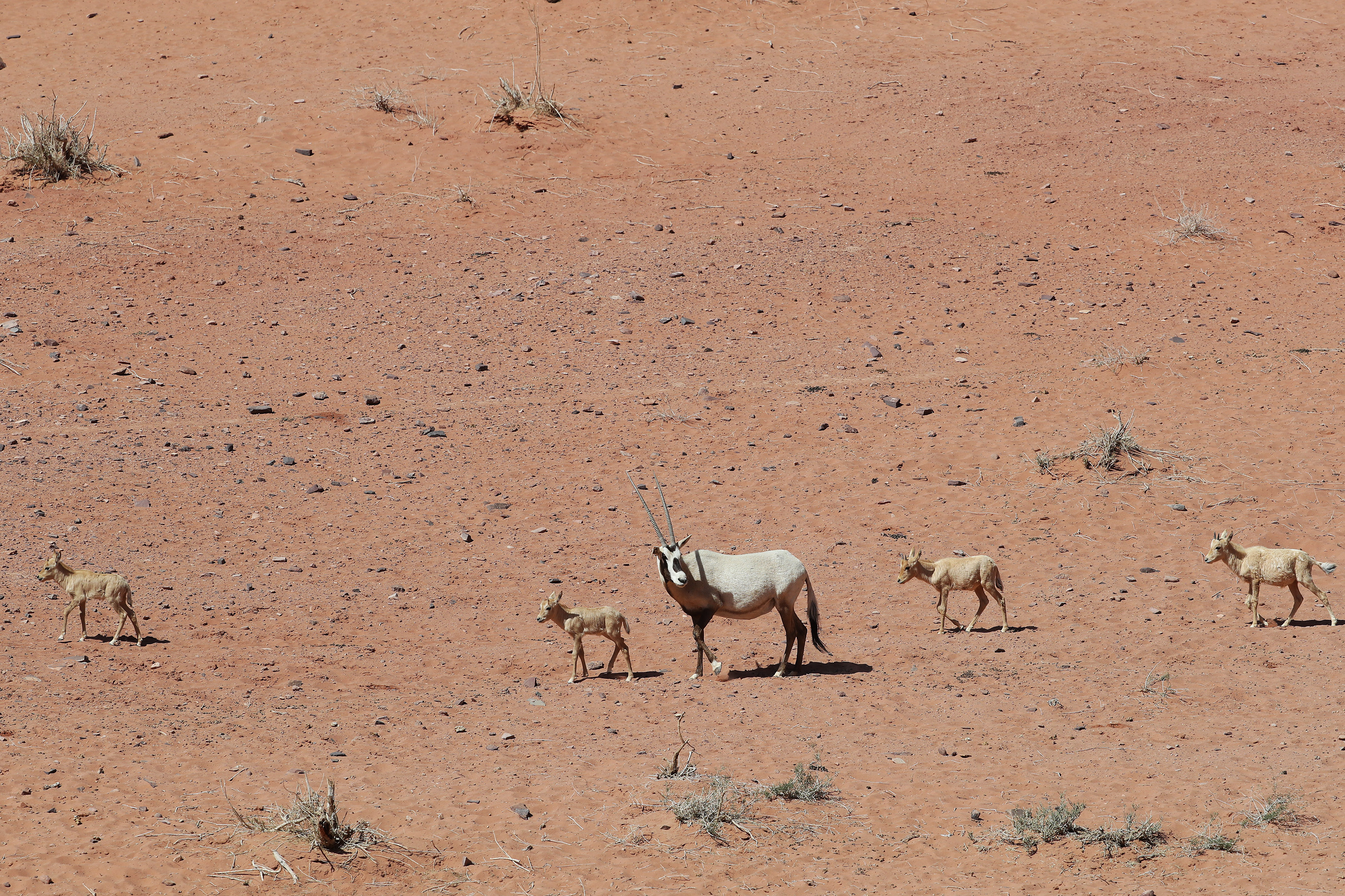 Oryx des Sables
