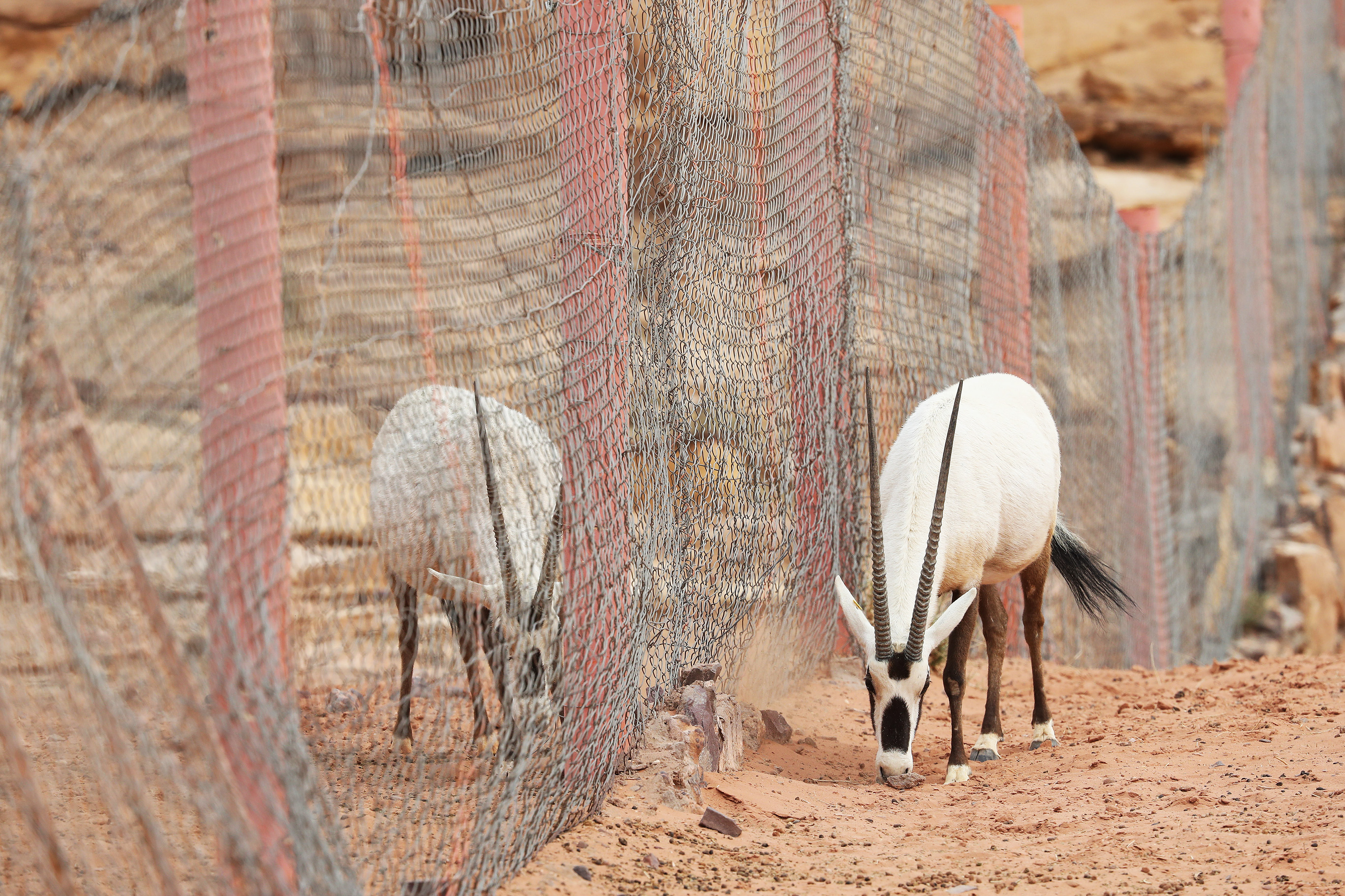 Oryx des Sables