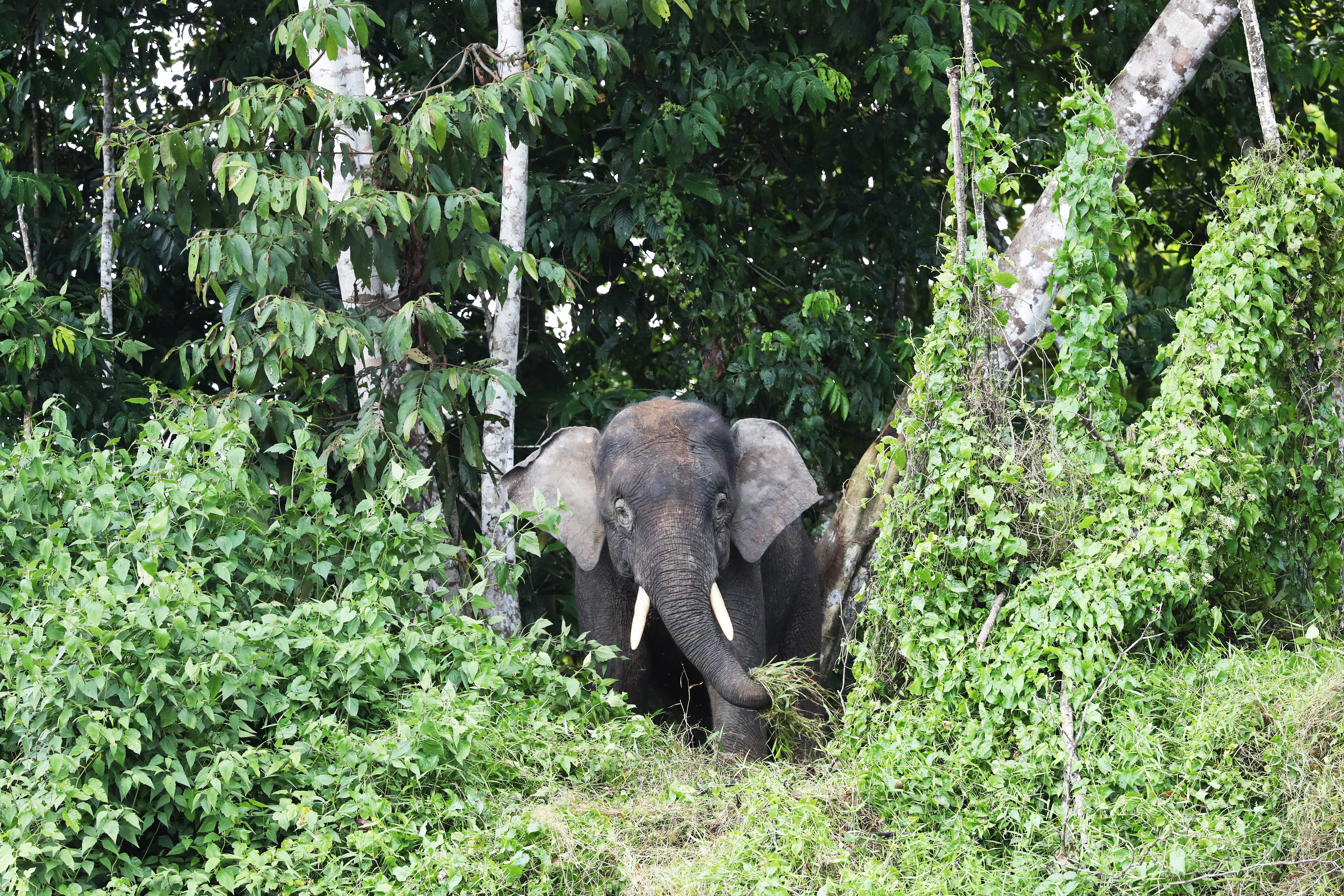 BORNEO - Pygmy Elephant