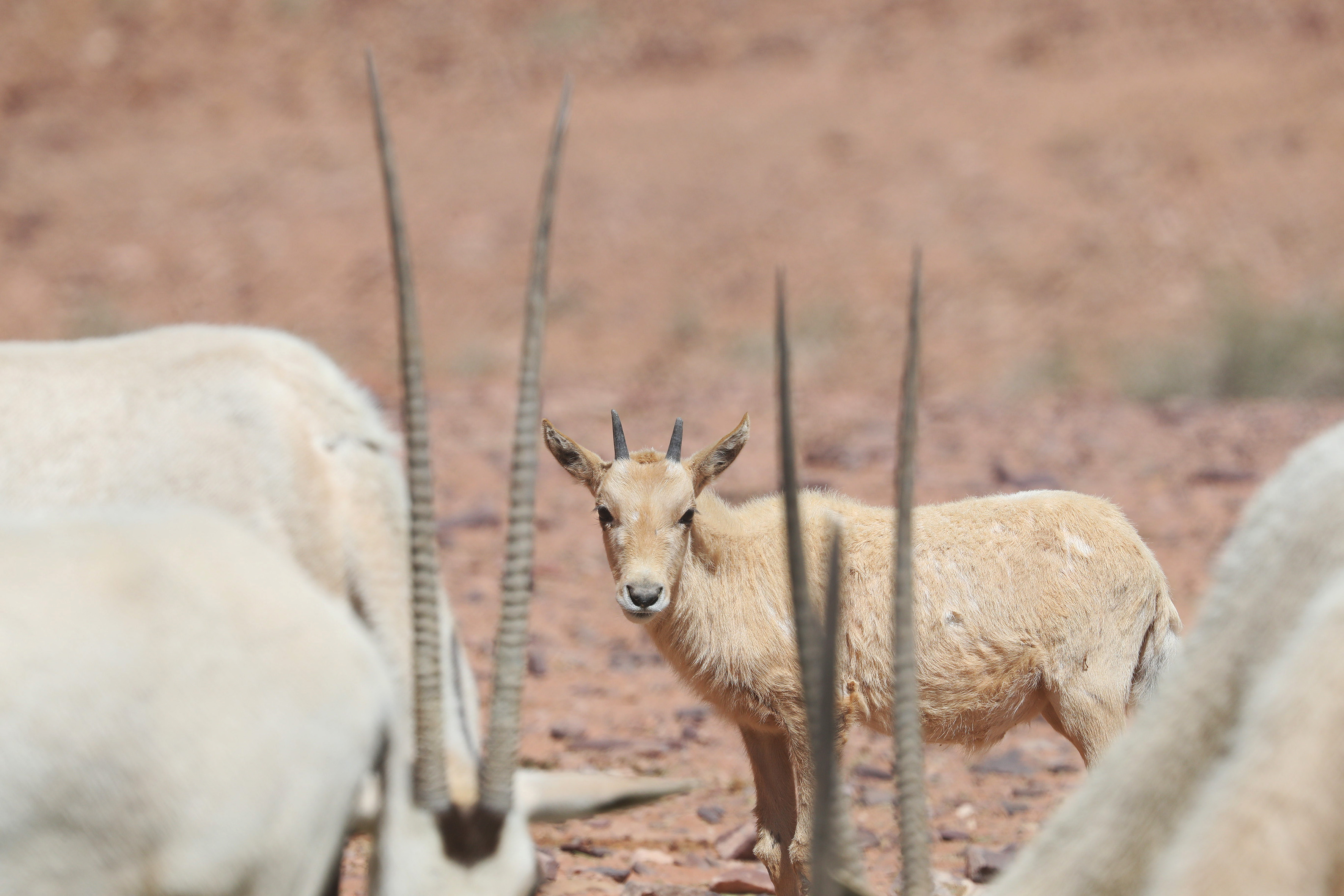 Oryx des Sables
