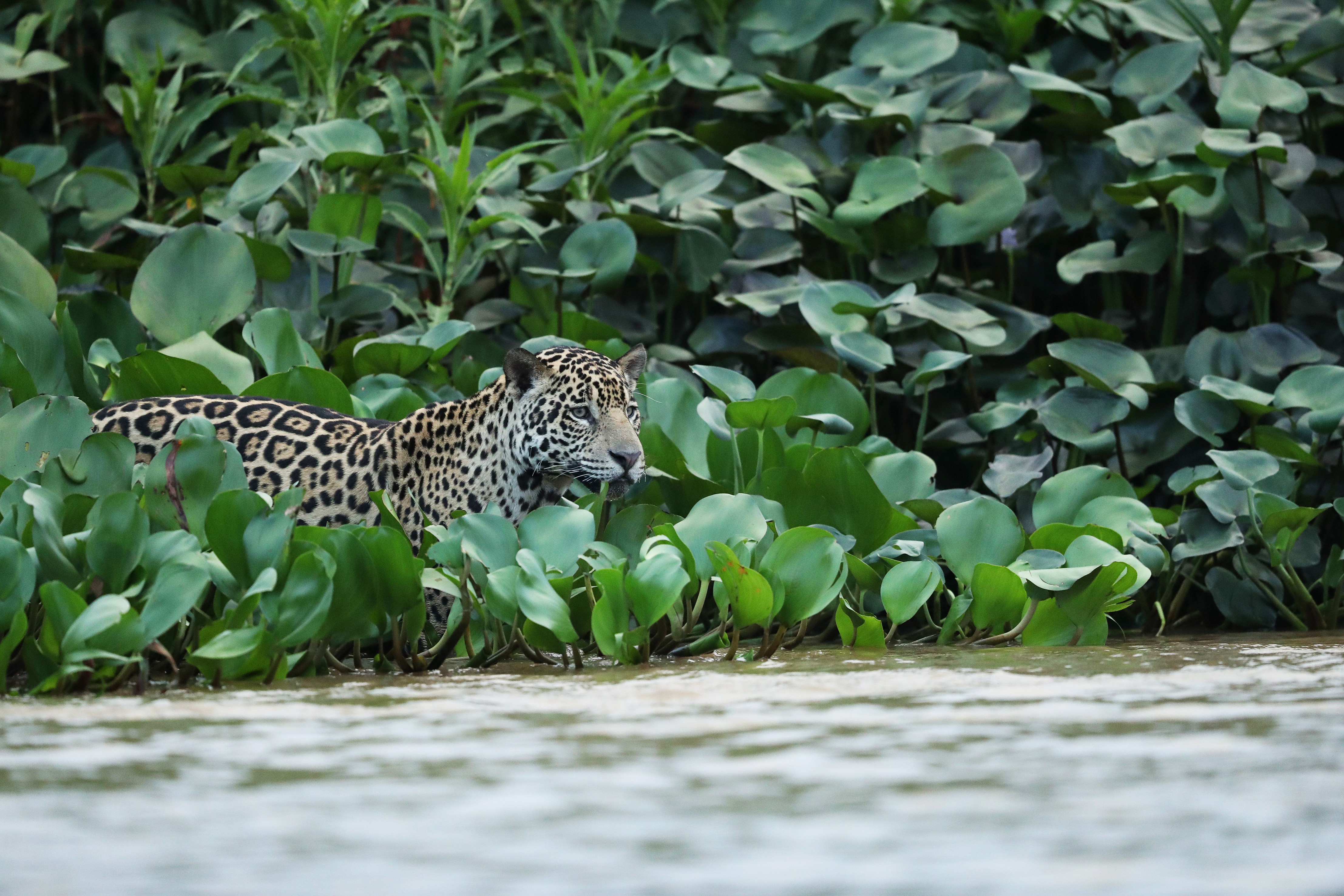 BRESIL - JAGUAR