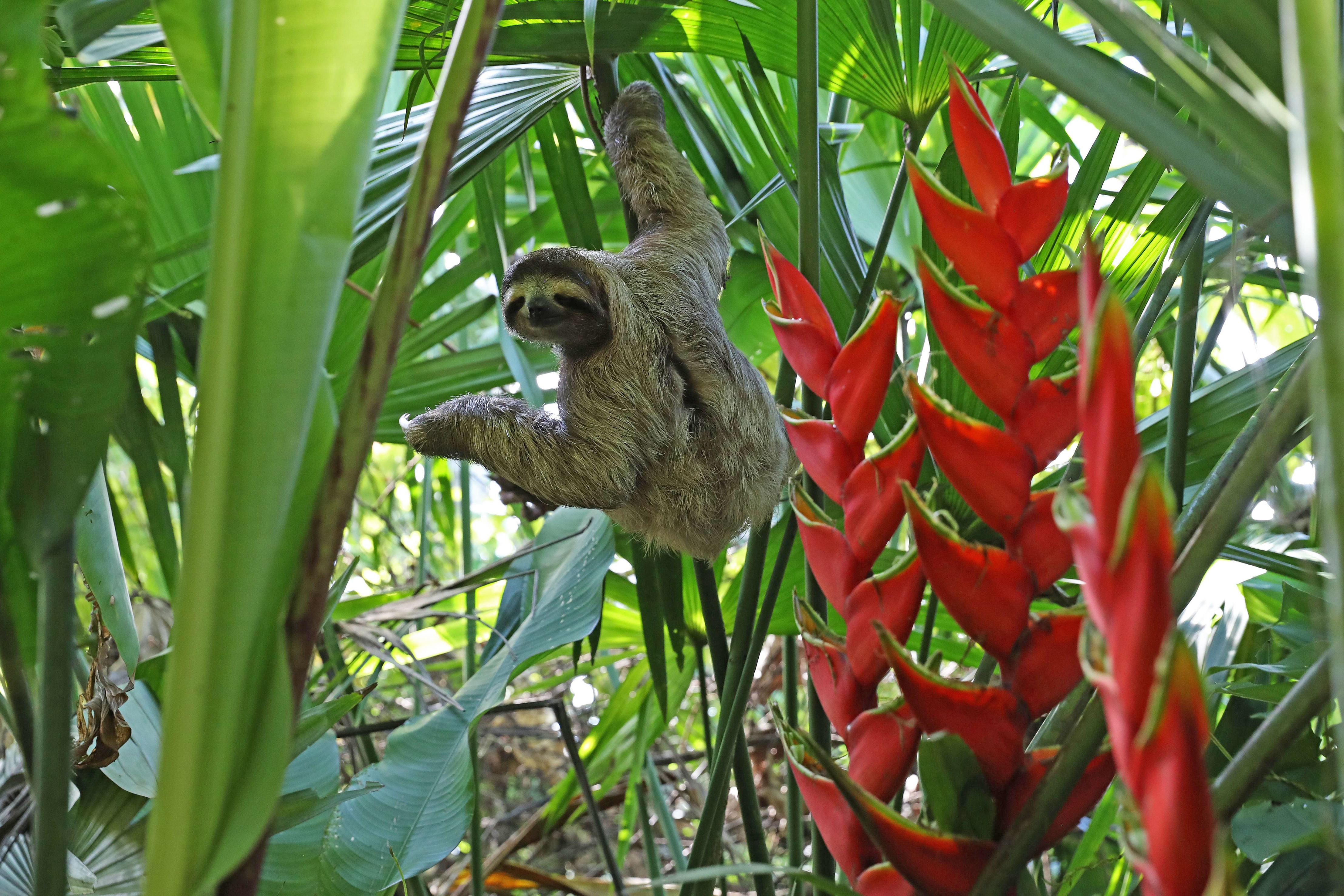 COSTA RICA - Paresseux
