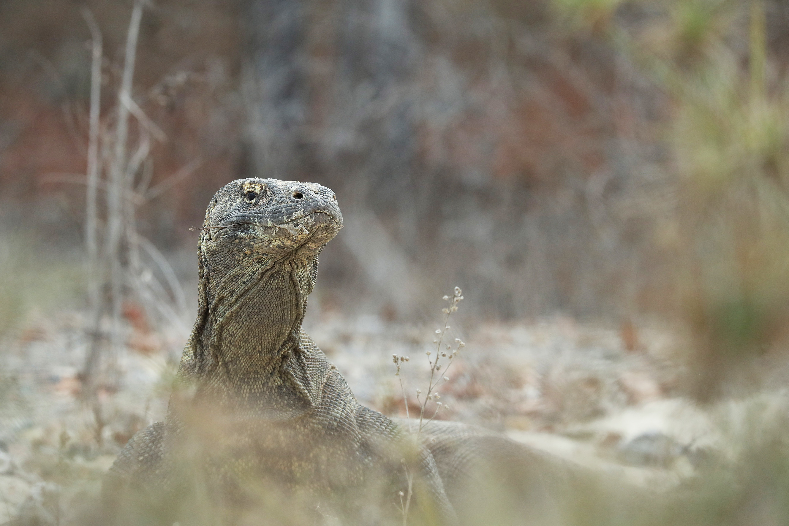 INDONESIE - Dragons de Komodo