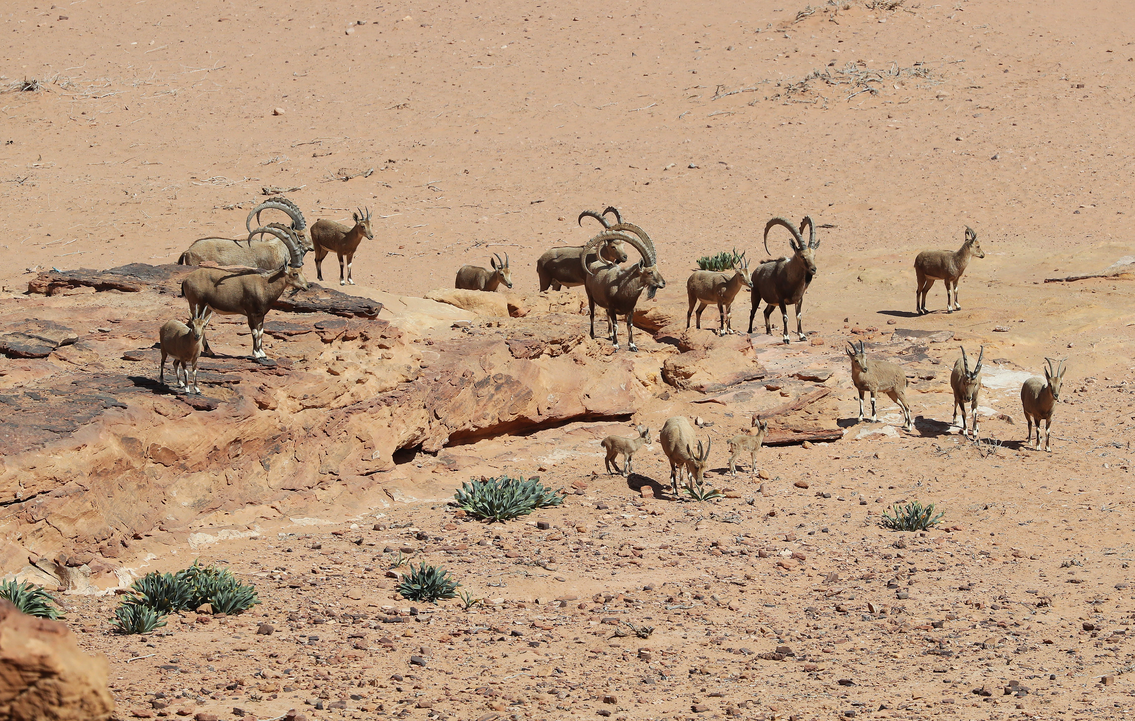 Ibex de Nubie
