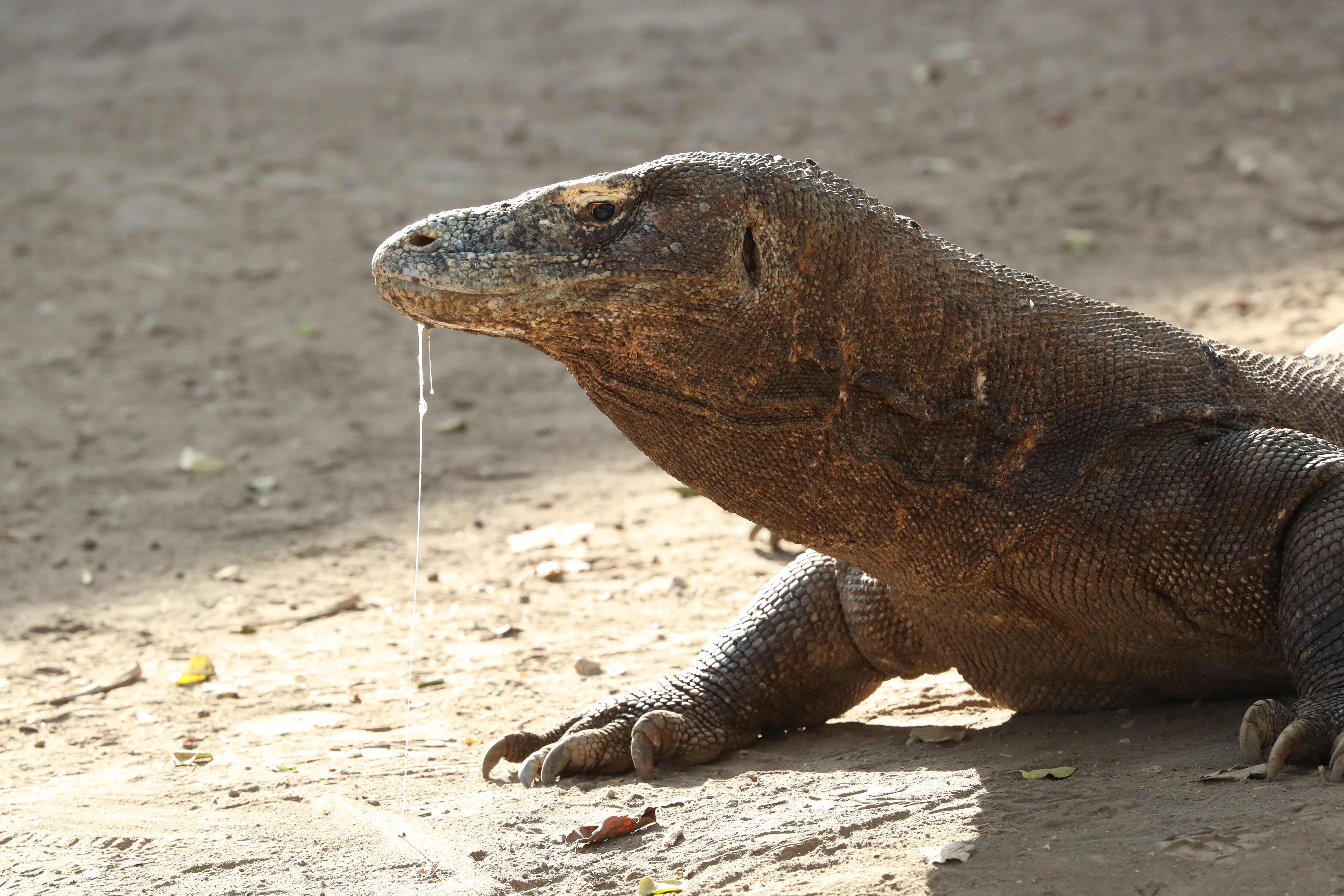 INDONESIE - Dragons de Komodo