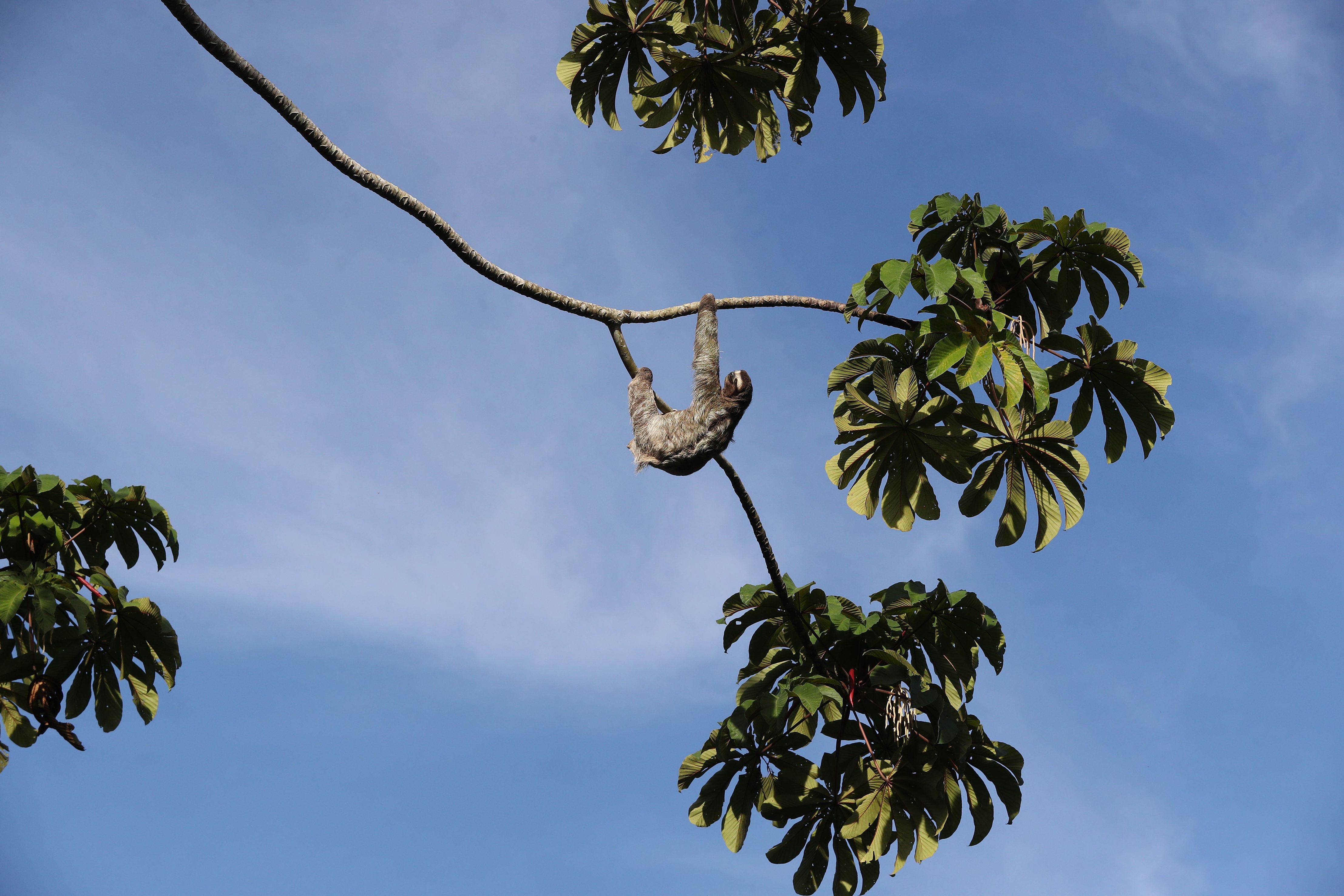 COSTA RICA - Paresseux