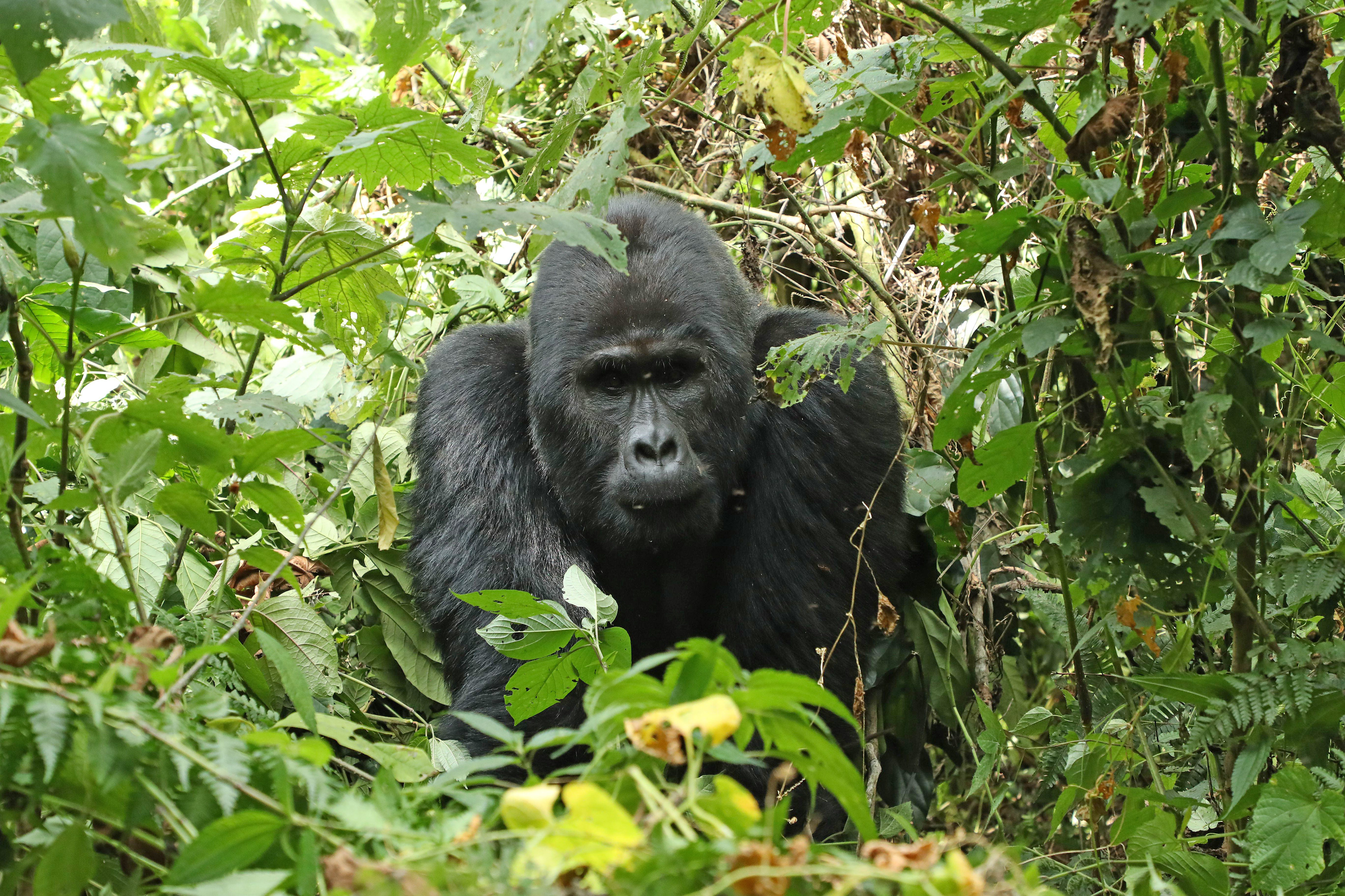 OUGANDA/RWANDA Gorilles