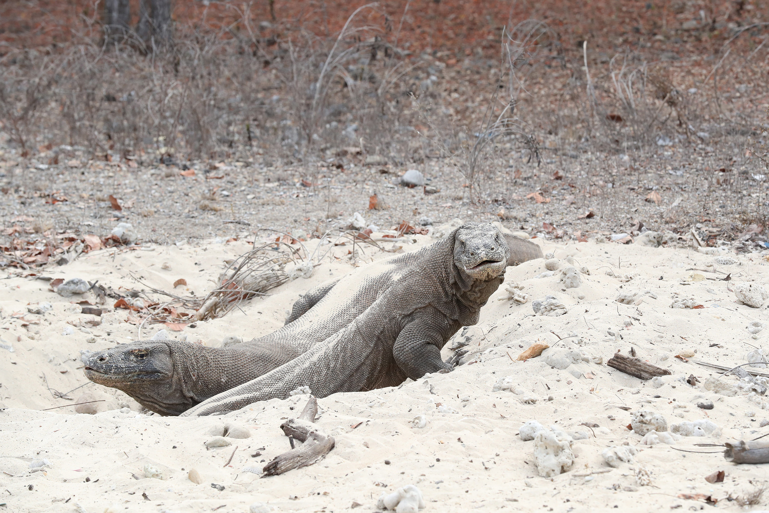 INDONESIE - Dragons de Komodo