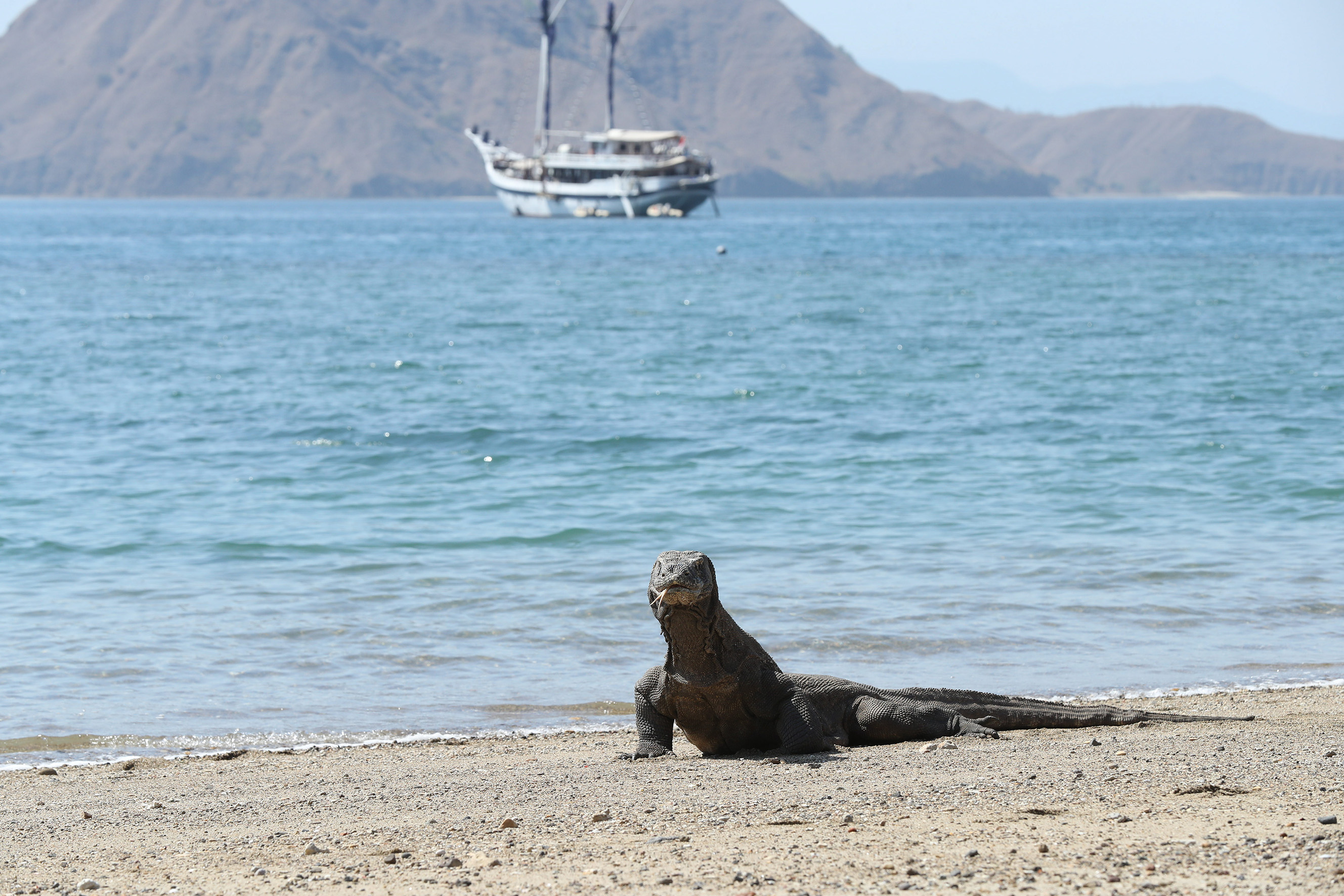 INDONESIE - Dragons de Komodo