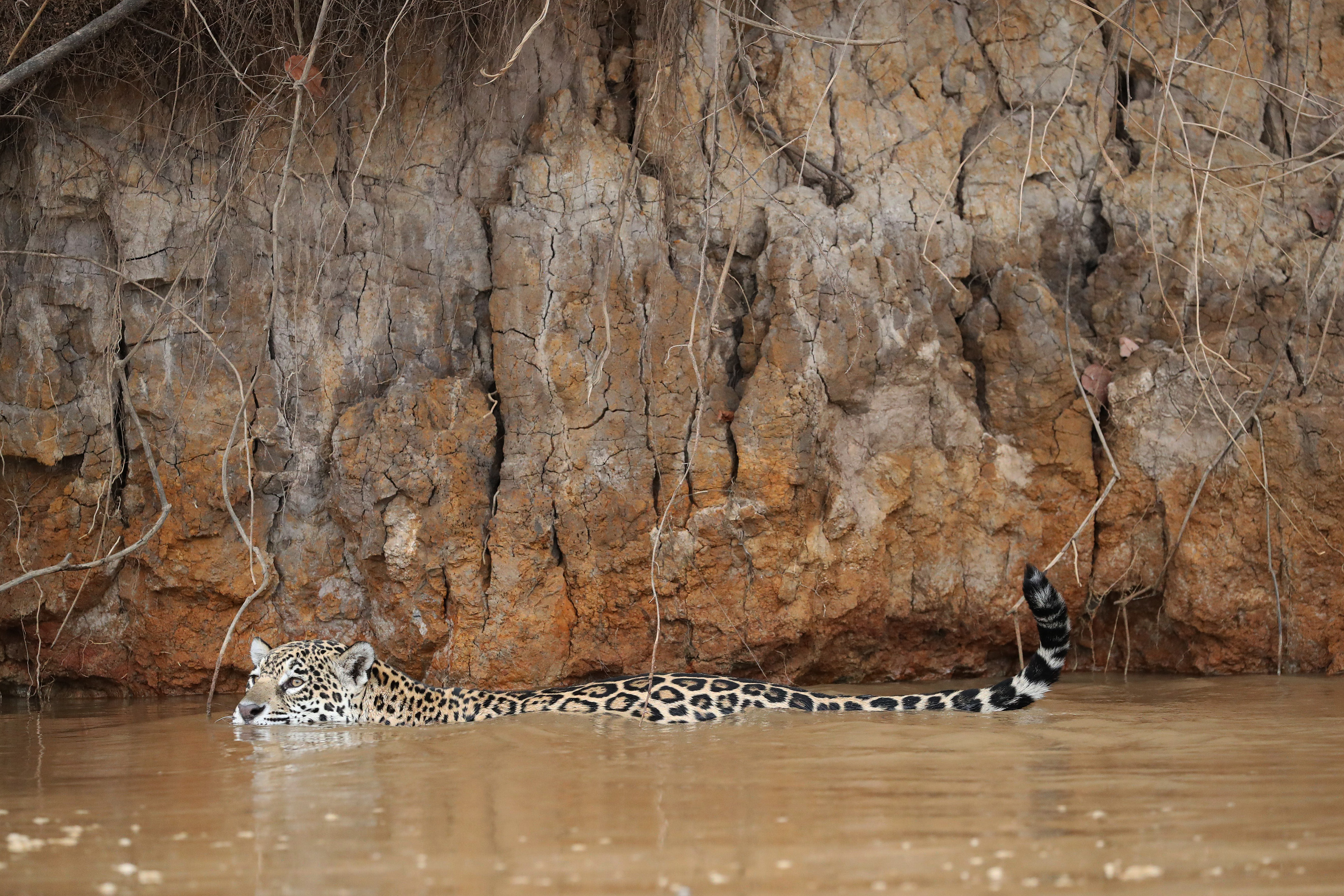BRESIL - JAGUAR