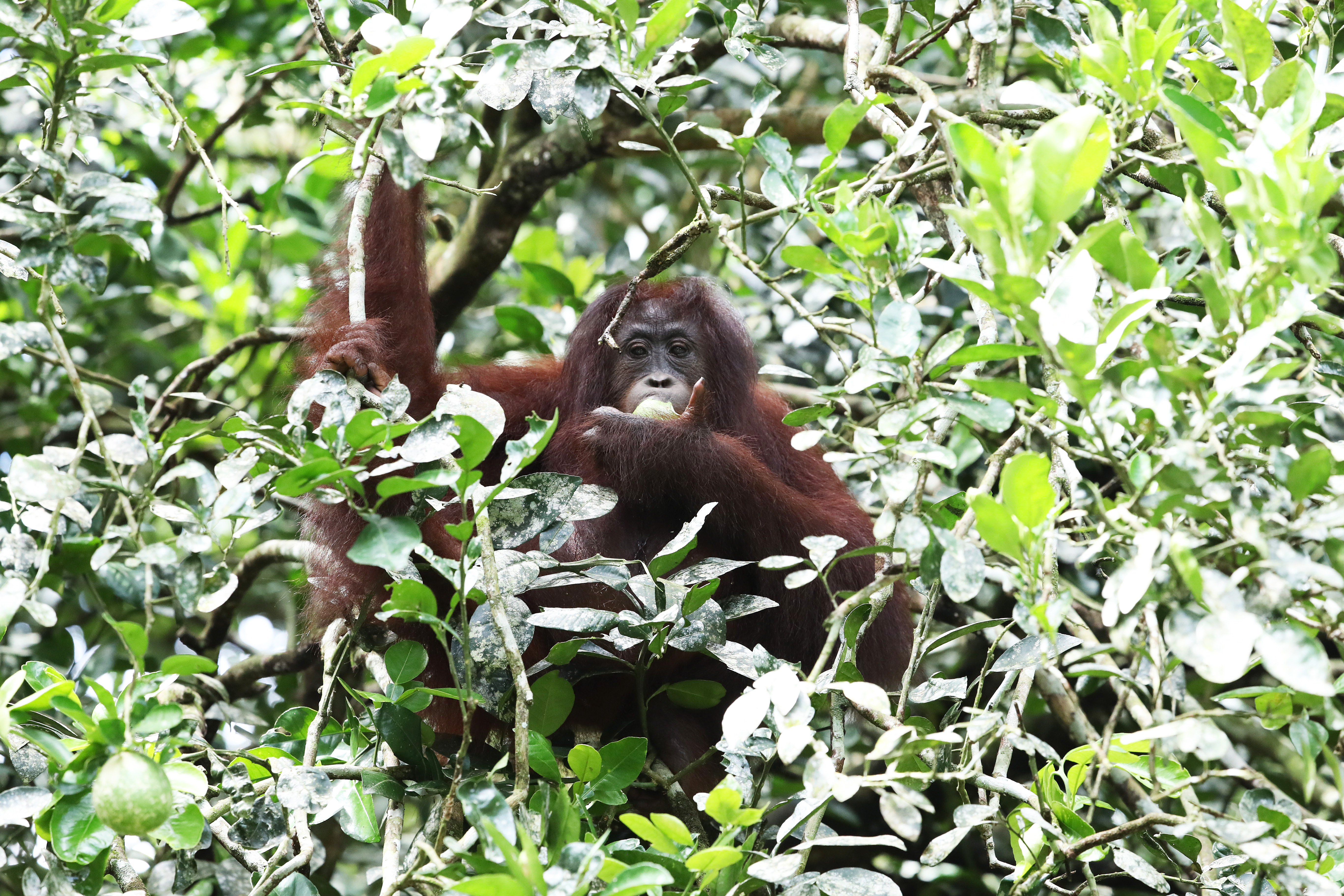 BORNEO - Orang Outan