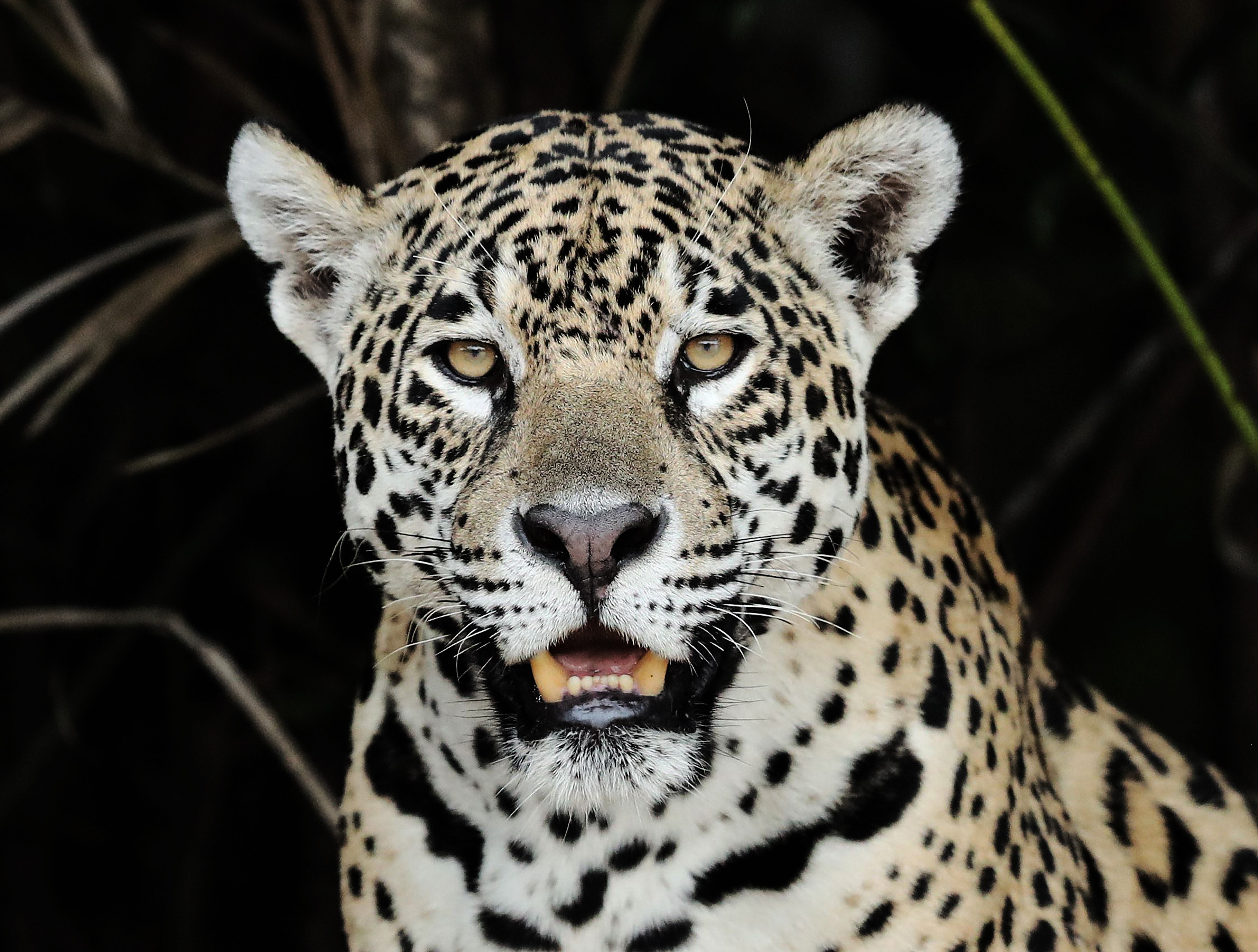 BRESIL - JAGUAR