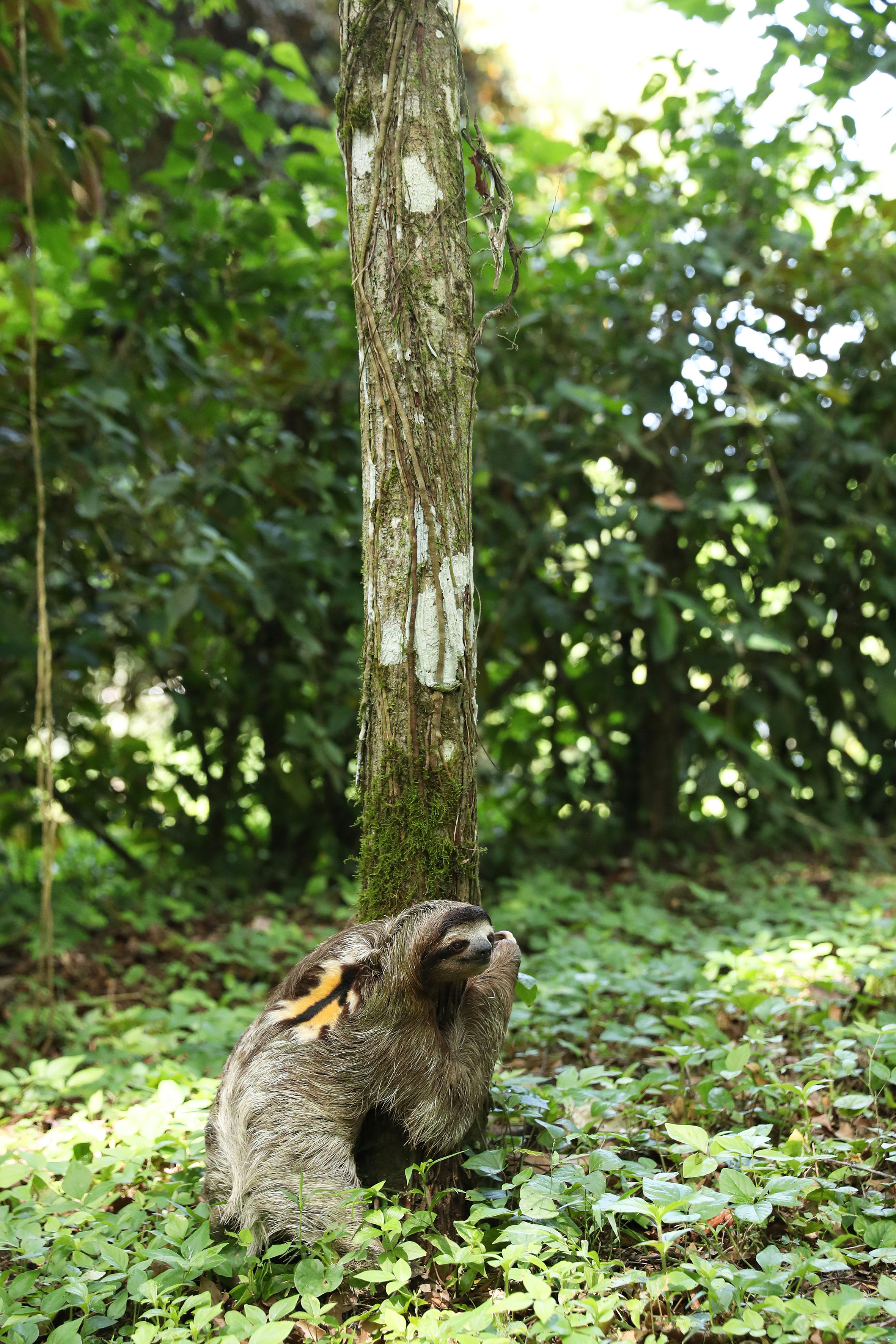 COSTA RICA - Paresseux