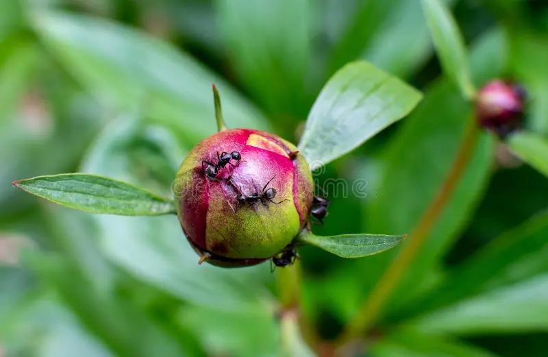 I'll take a pair of Peonies with a Side of Ants