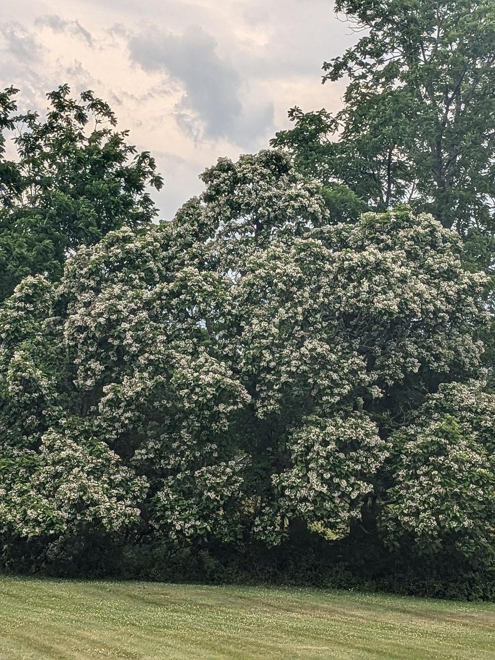 Let a Tree See You *