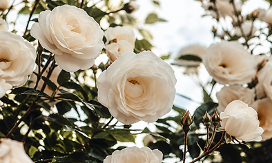 A moment of quiet beauty, delicate white flowers in bloom — Meet You at Herself.