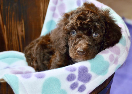 Millie Puppy_edited.jpg