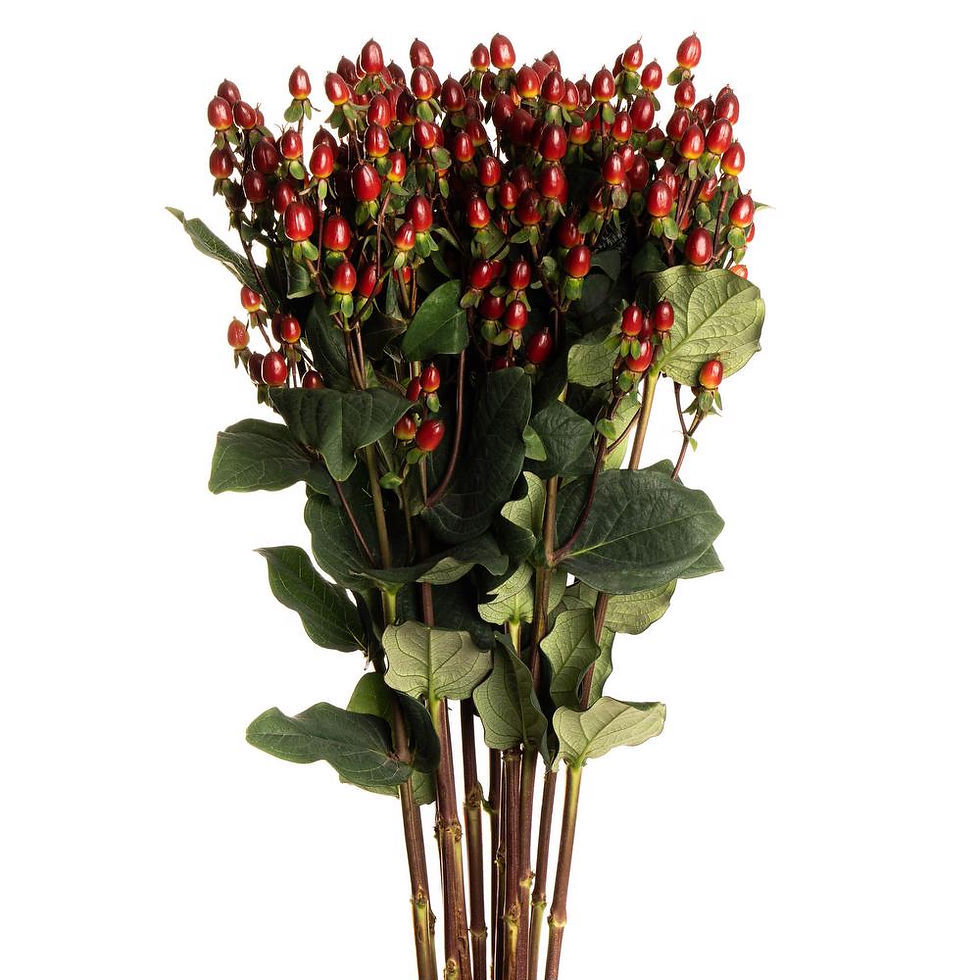 Thumbnail: HYPERICUM