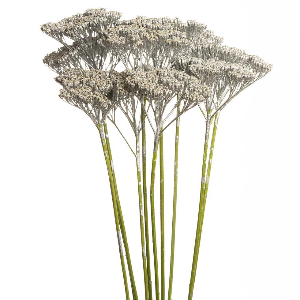 Thumbnail: YARROW