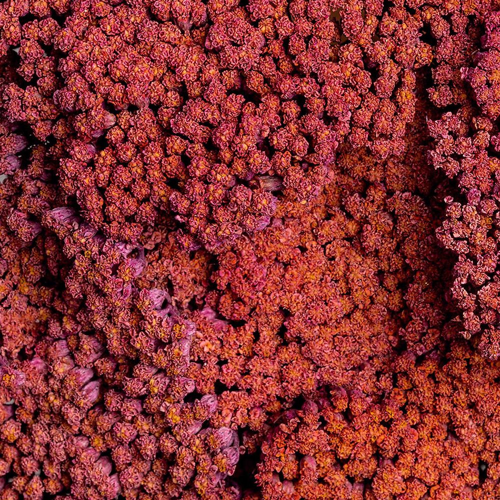 Thumbnail: YARROW