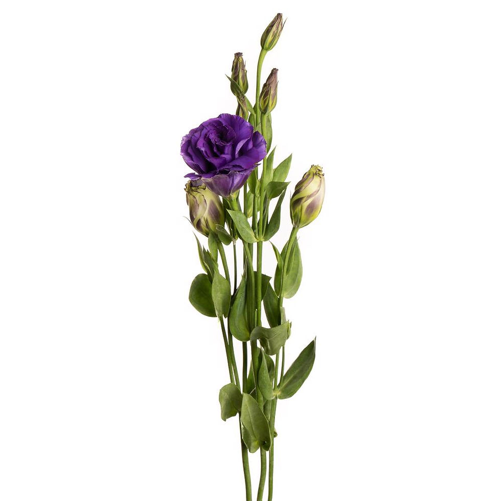 Thumbnail: LISIANTHUS