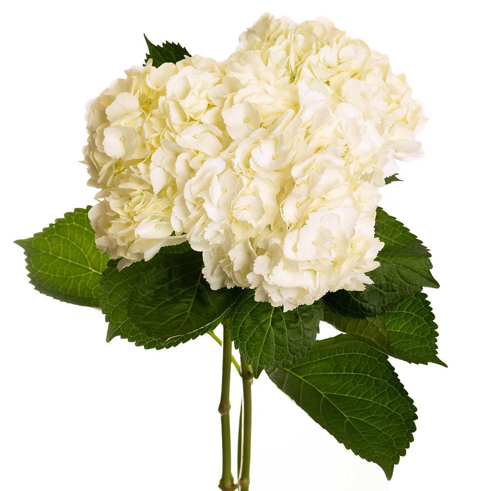 Thumbnail: HYDRANGEA
