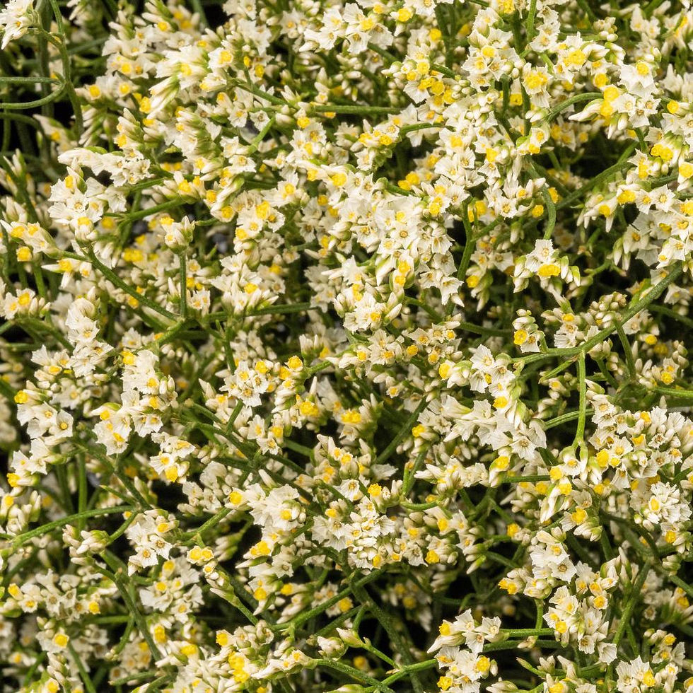 Thumbnail: LIMONIUM