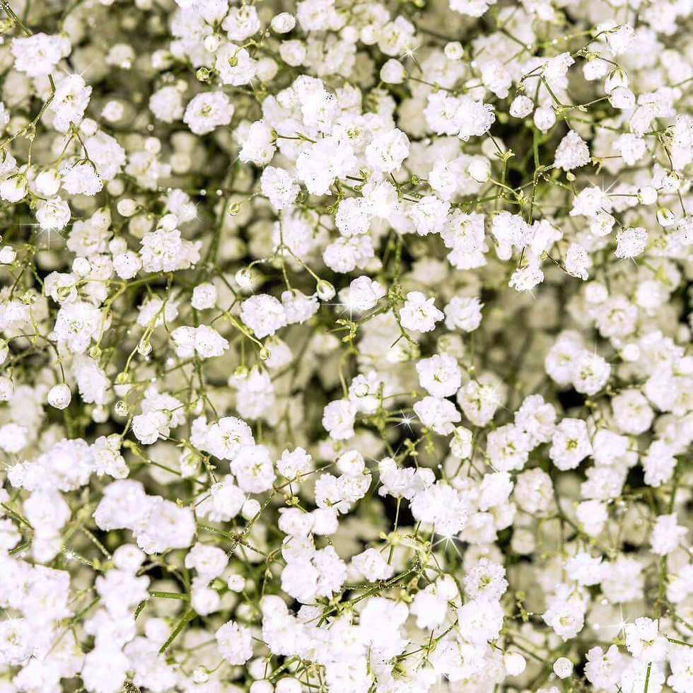 Thumbnail: GYPSOPHILA