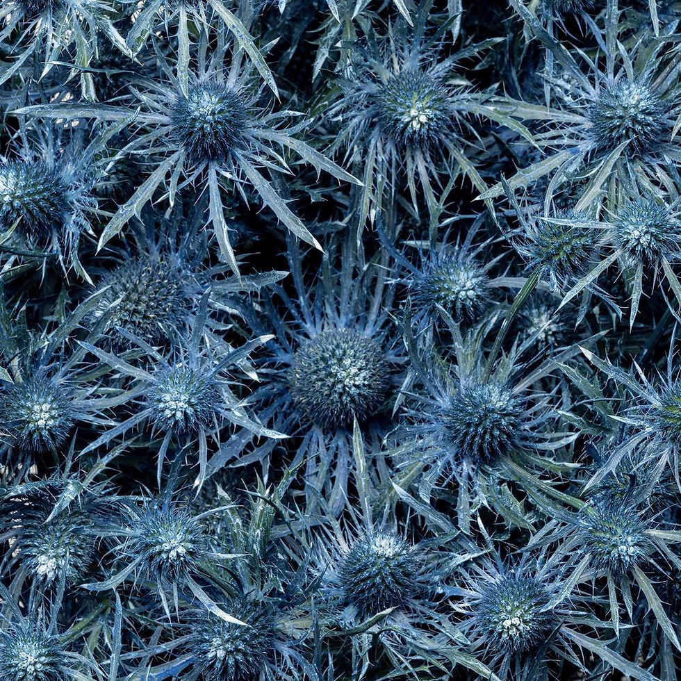 Thumbnail: ERYNGIUM