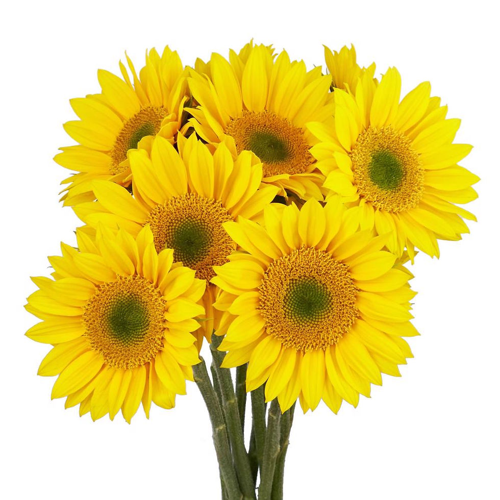 Thumbnail: SUNFLOWER