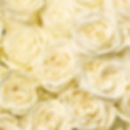 Thumbnail: ROSE