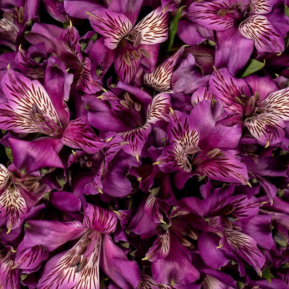 Thumbnail: SYMPHONY ALSTROEMERIA