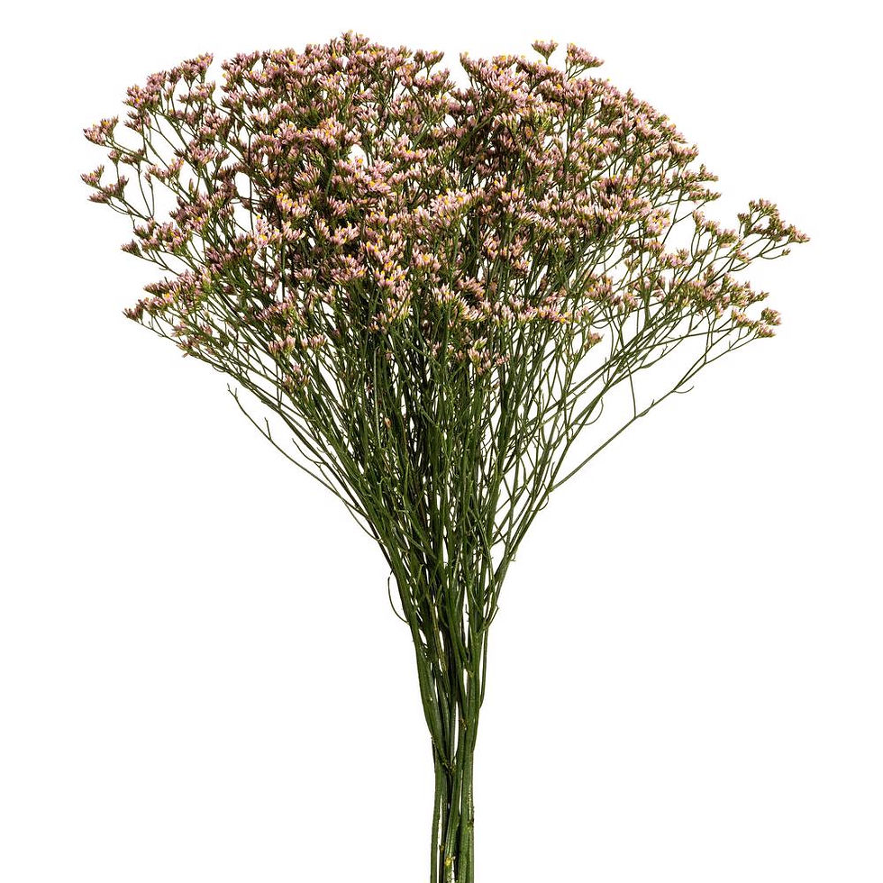 Thumbnail: LIMONIUM