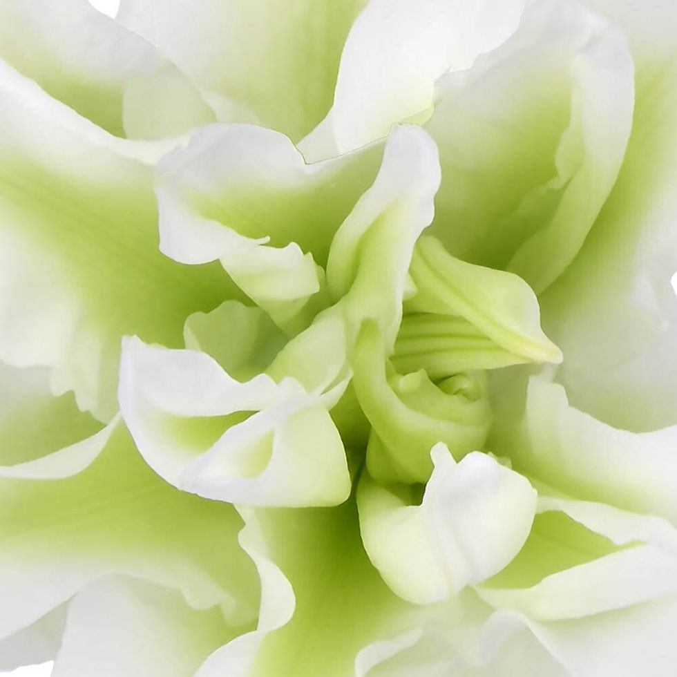 Thumbnail: ROSE LILY