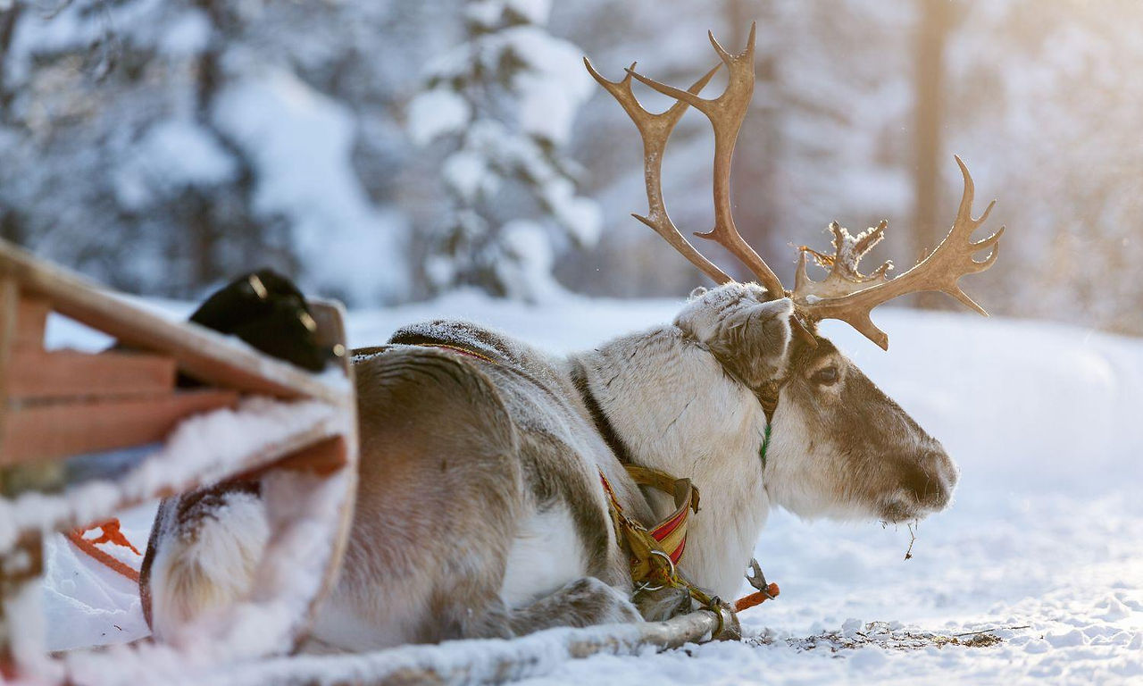 Reindeer safari. If you're interested in reindeer safaris, there are a lot of companies to select from. But STG include unique service with visiting old Reindeer Farm. This is a fun program for the whole family, from just 69 euros. You will visit an old reindeer farm that is over 150 years old. There is another exclusive family program from €89. See more at fenix.info