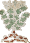 Voynich CXVV .png