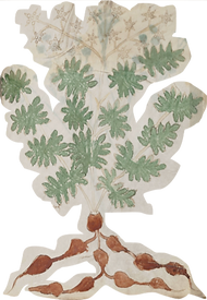 Voynich CXVV .png