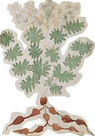 Voynich CXVV .png