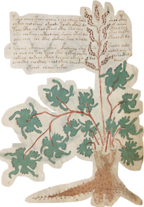 Voynich III recortado.png