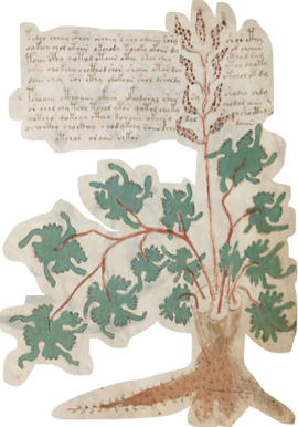 Voynich III recortado.png